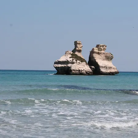 Vecchio Ulivo Vignacastrisi