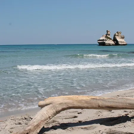 Vecchio Ulivo Vignacastrisi