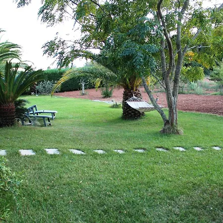 Vecchio Ulivo