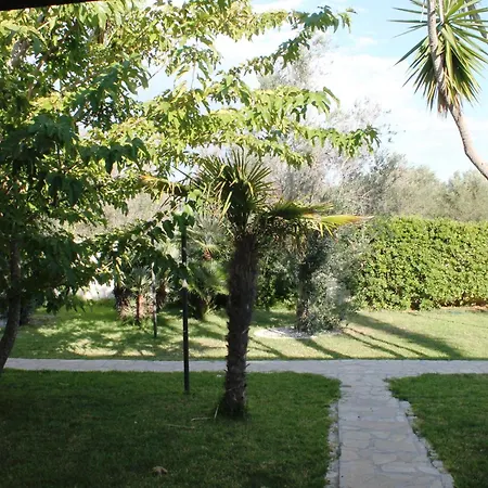 Vecchio Ulivo Vignacastrisi